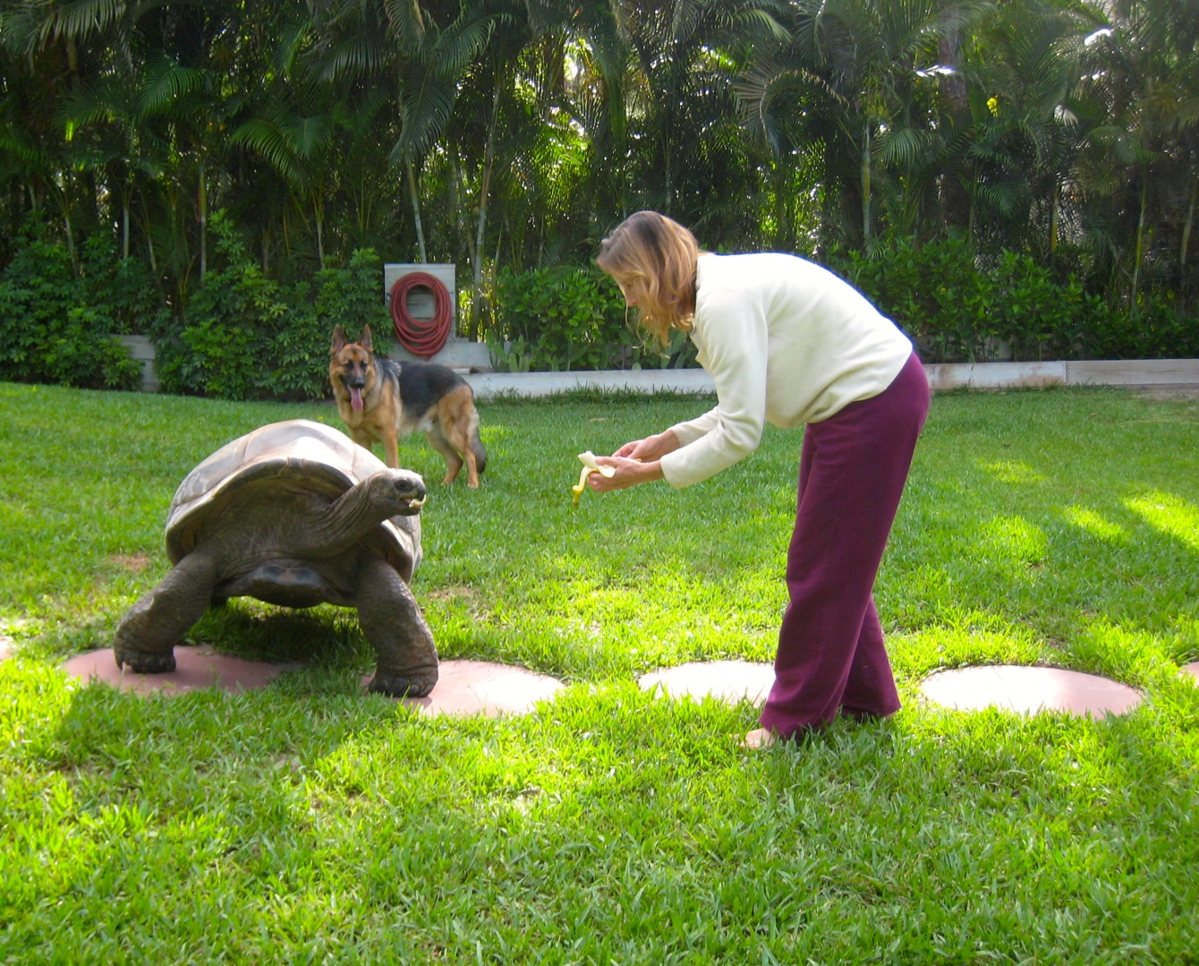 ALDABRA BREEDER