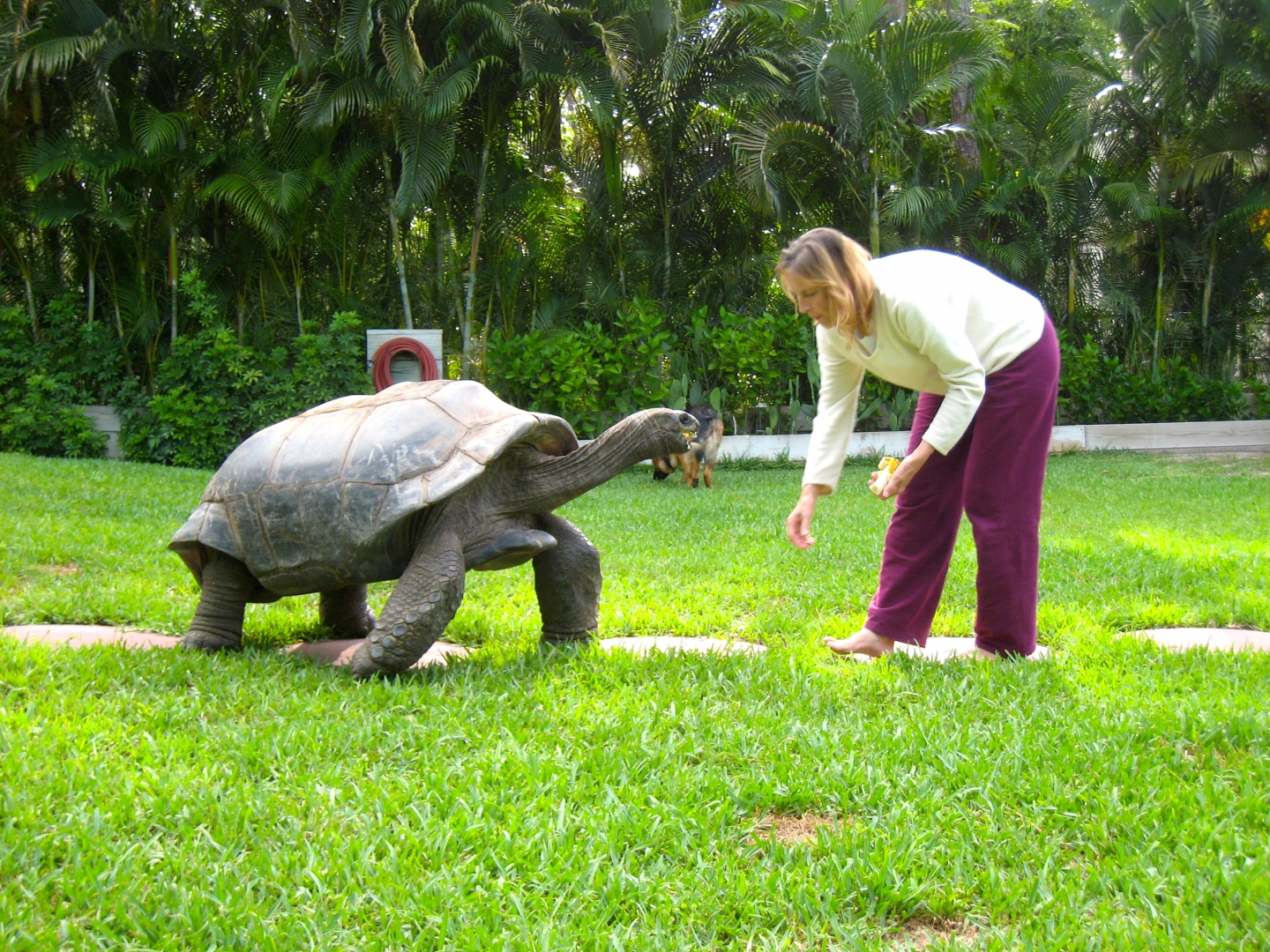 ALDABRA BREEDER