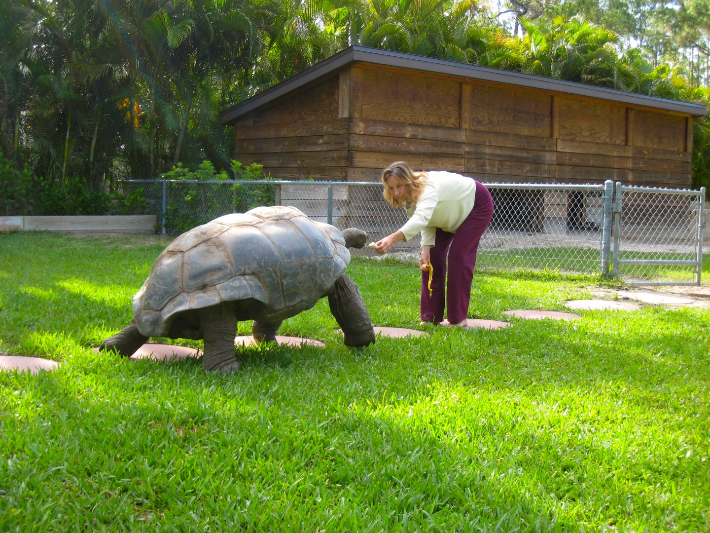 ALDABRA BREEDER