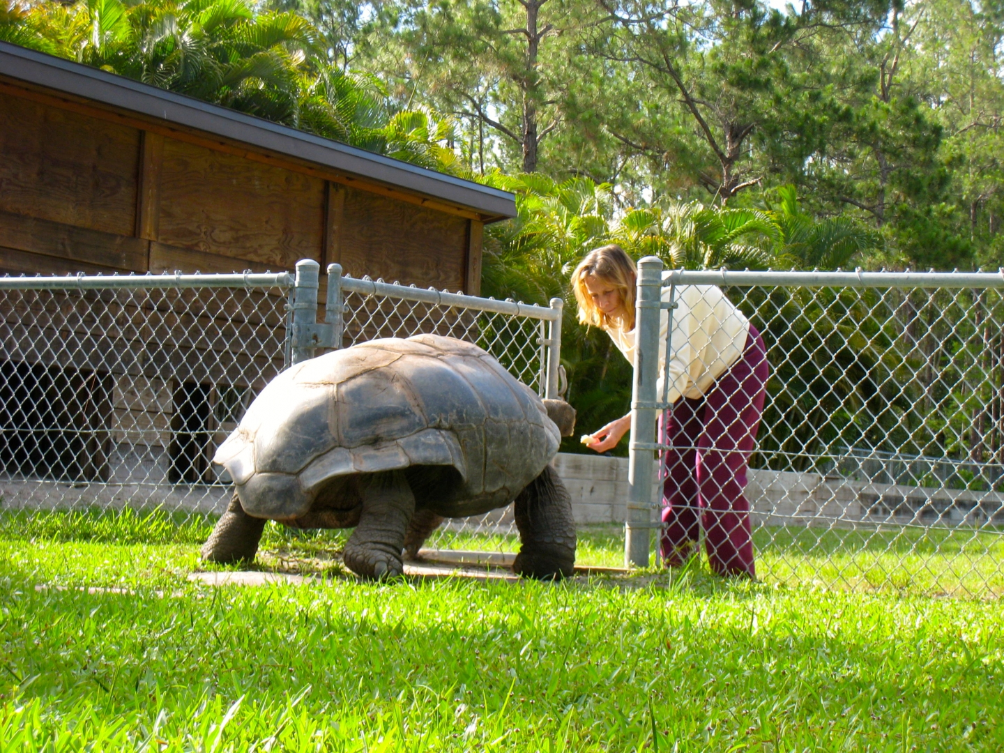 ALDABRA BREEDER