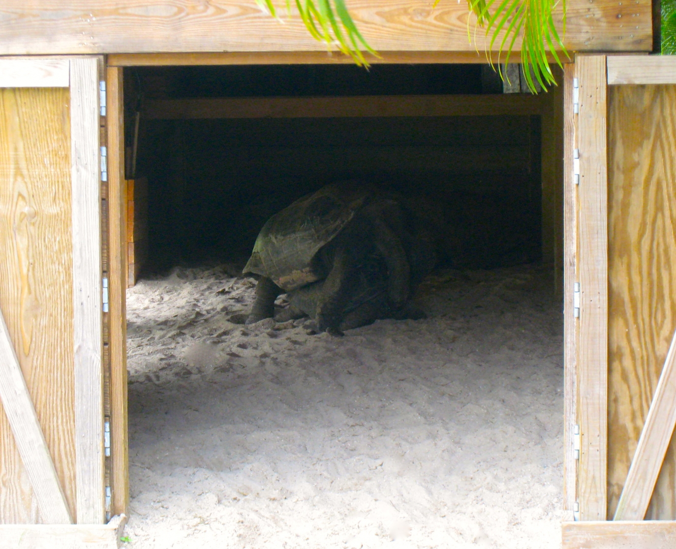 ALDABRA BREEDER