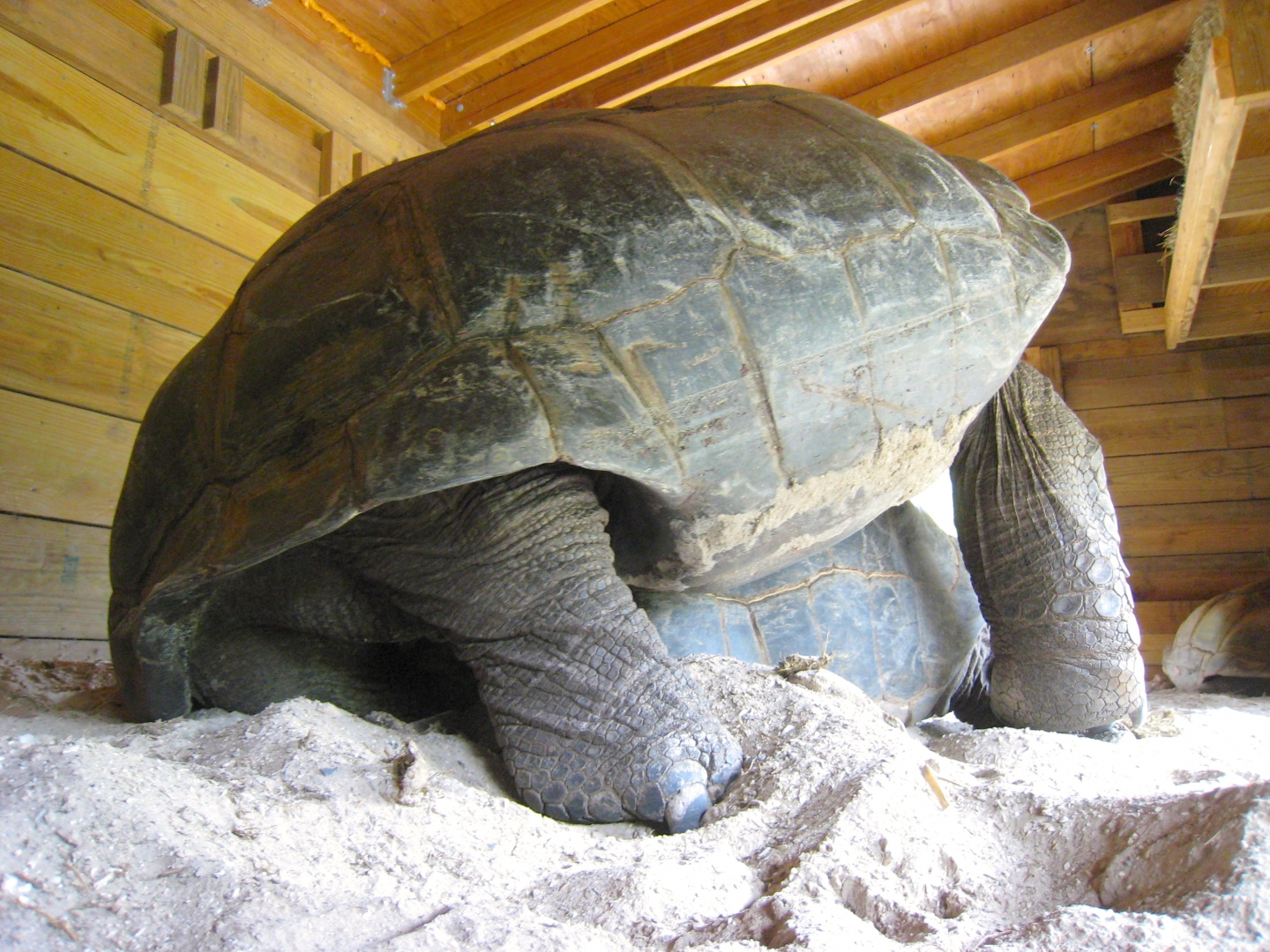 ALDABRA BREEDER