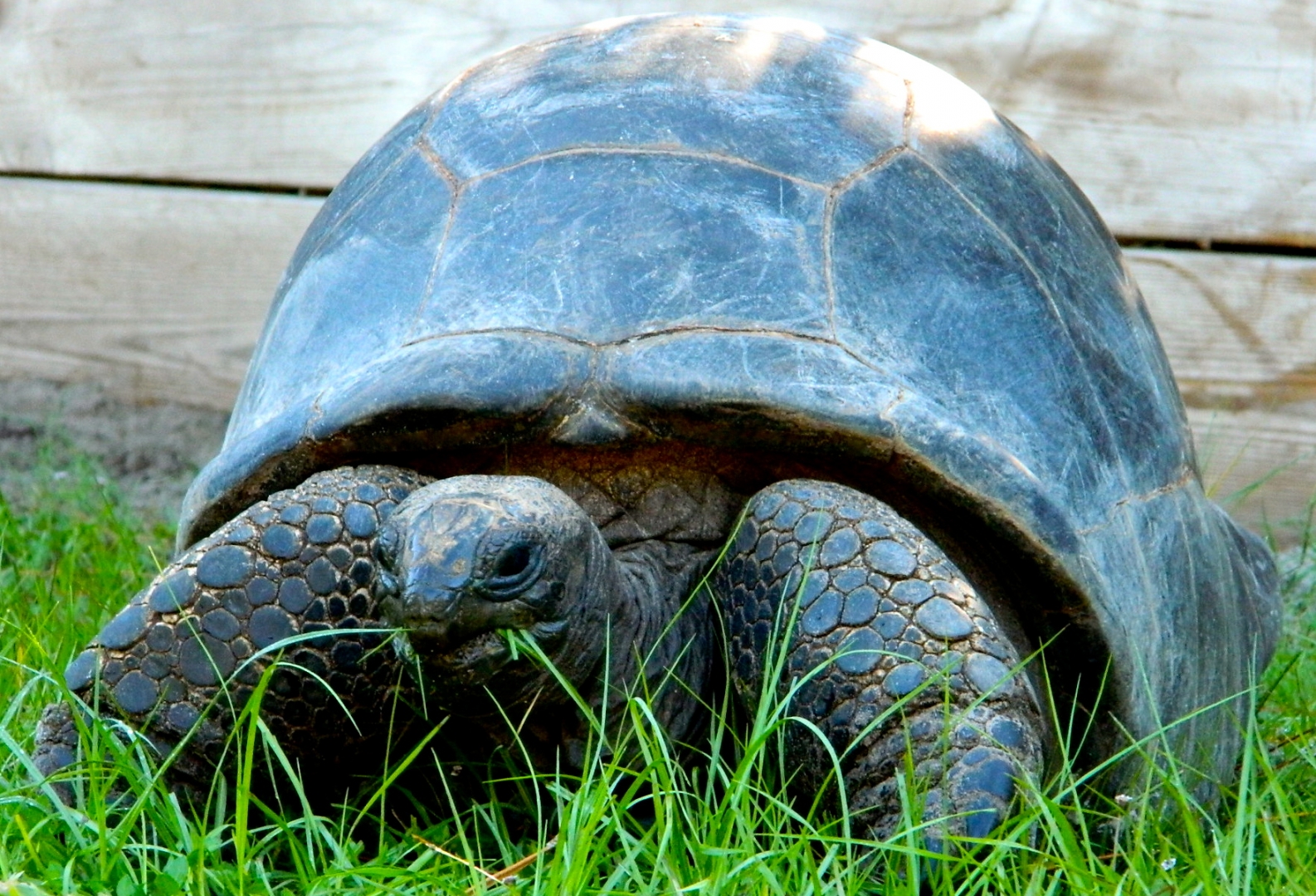 ALDABRA BREEDER