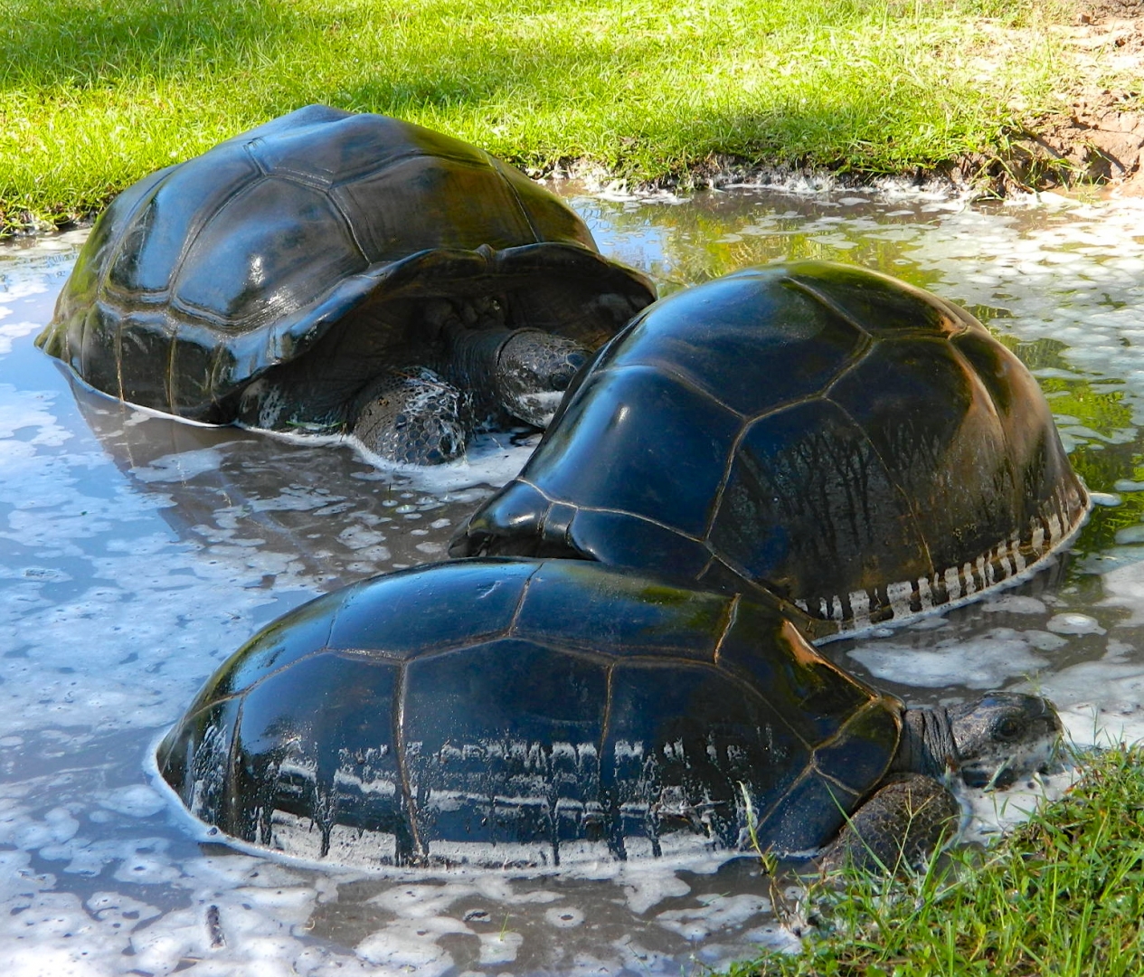 ALDABRA BREEDER