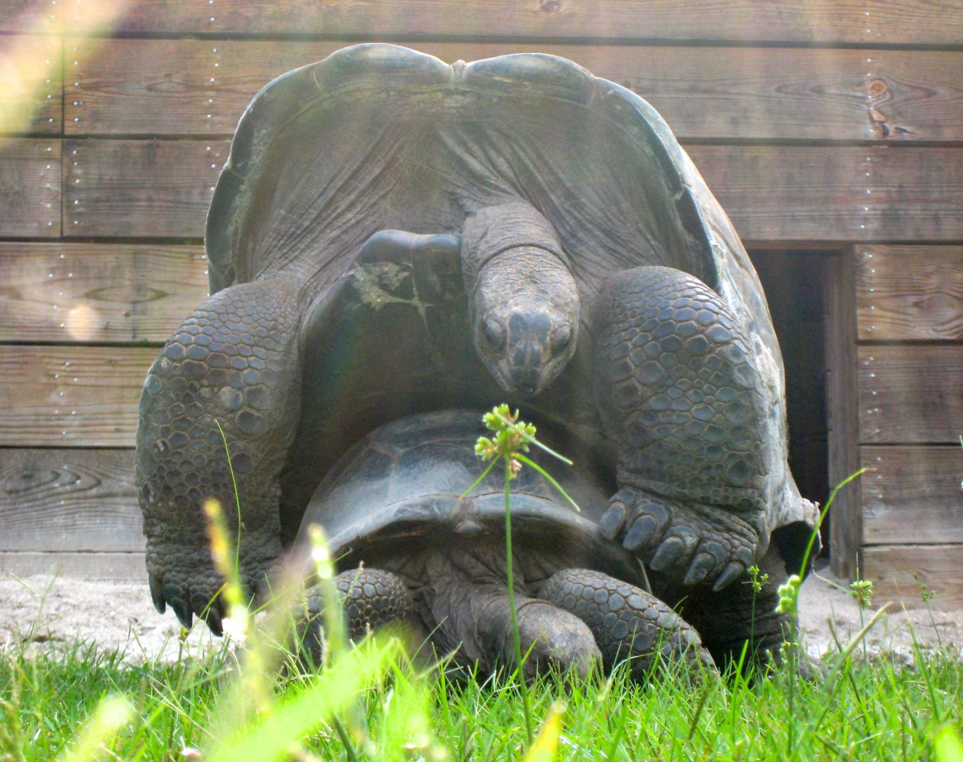 ALDABRA BREEDER