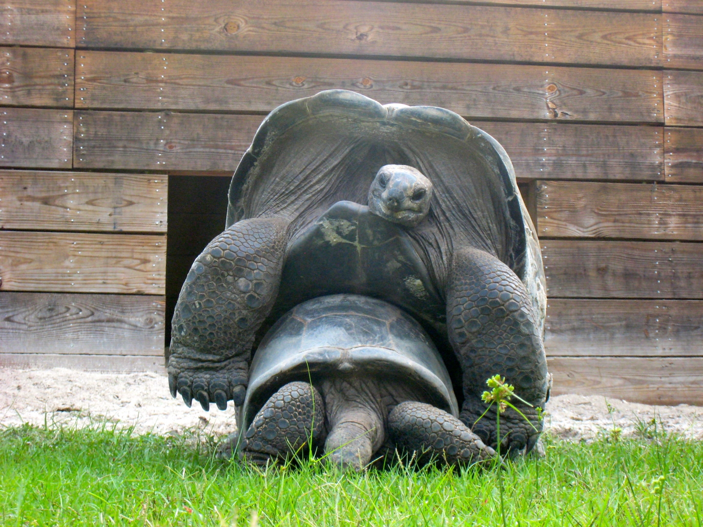 ALDABRA BREEDER