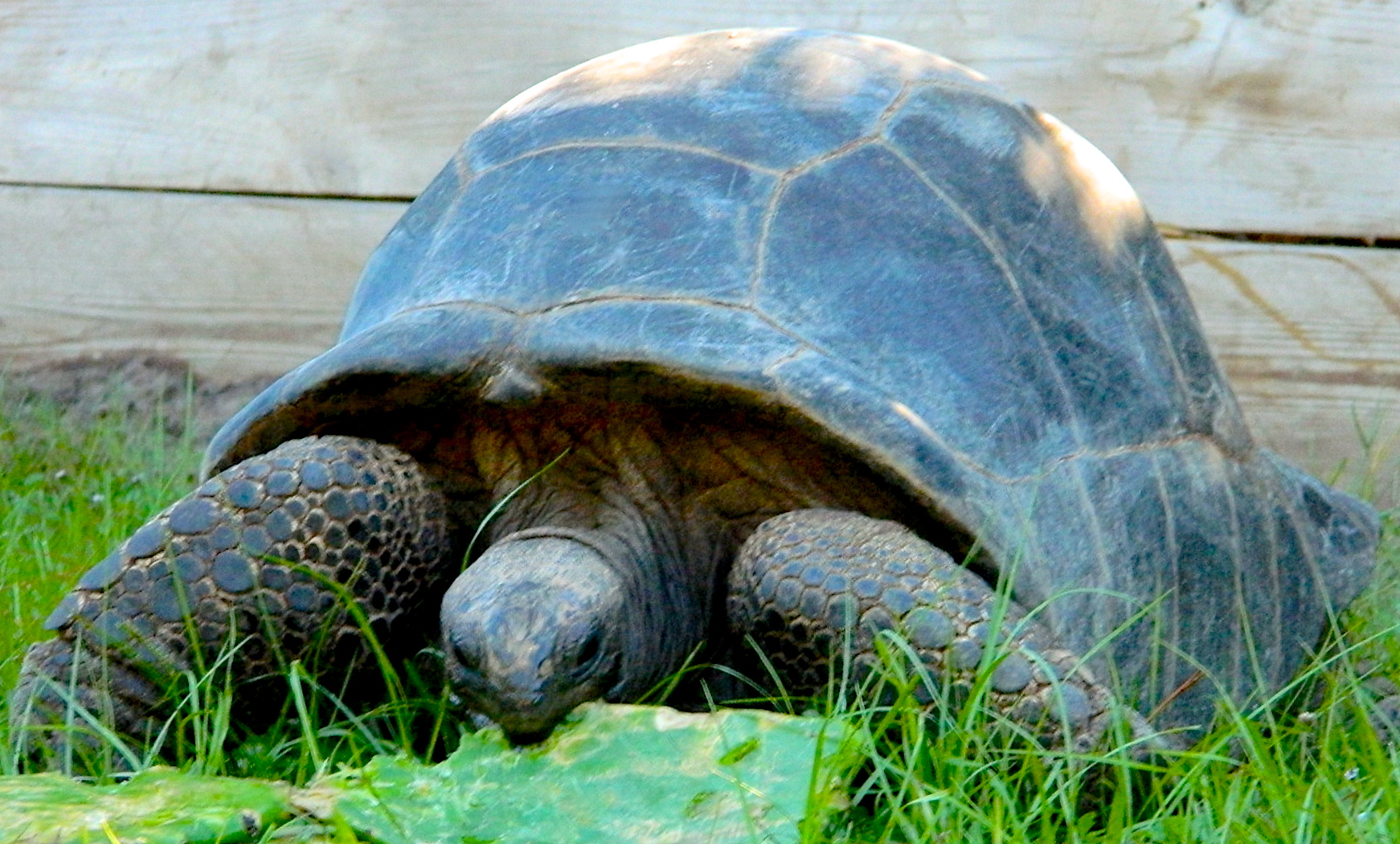 ALDABRA BREEDER