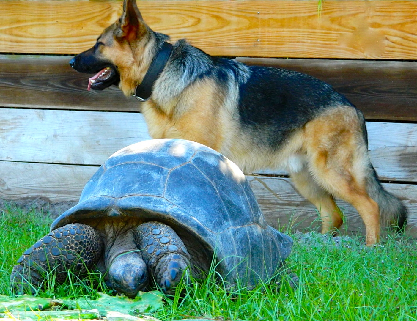 ALDABRA BREEDER