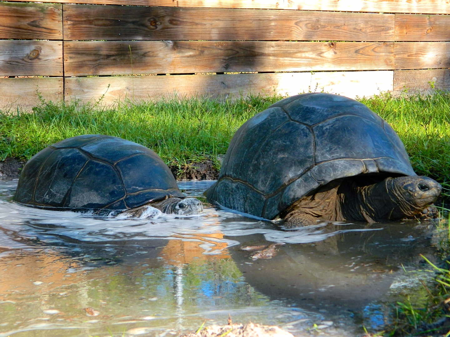 ALDABRA BREEDER