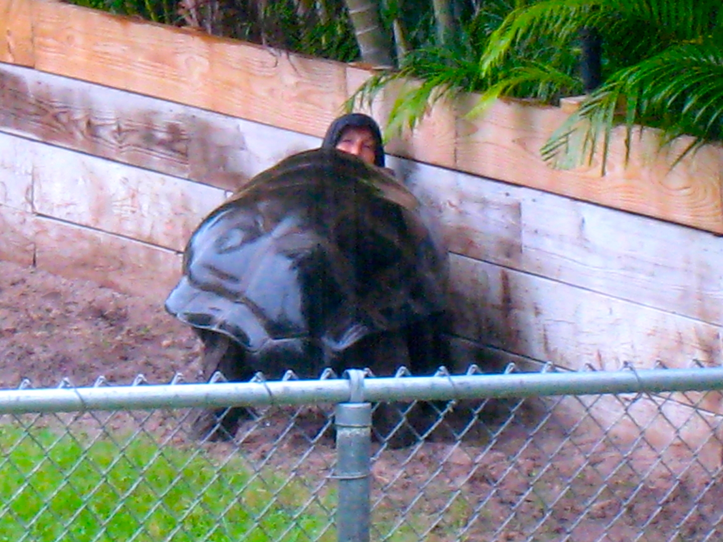 ALDABRA BREEDER