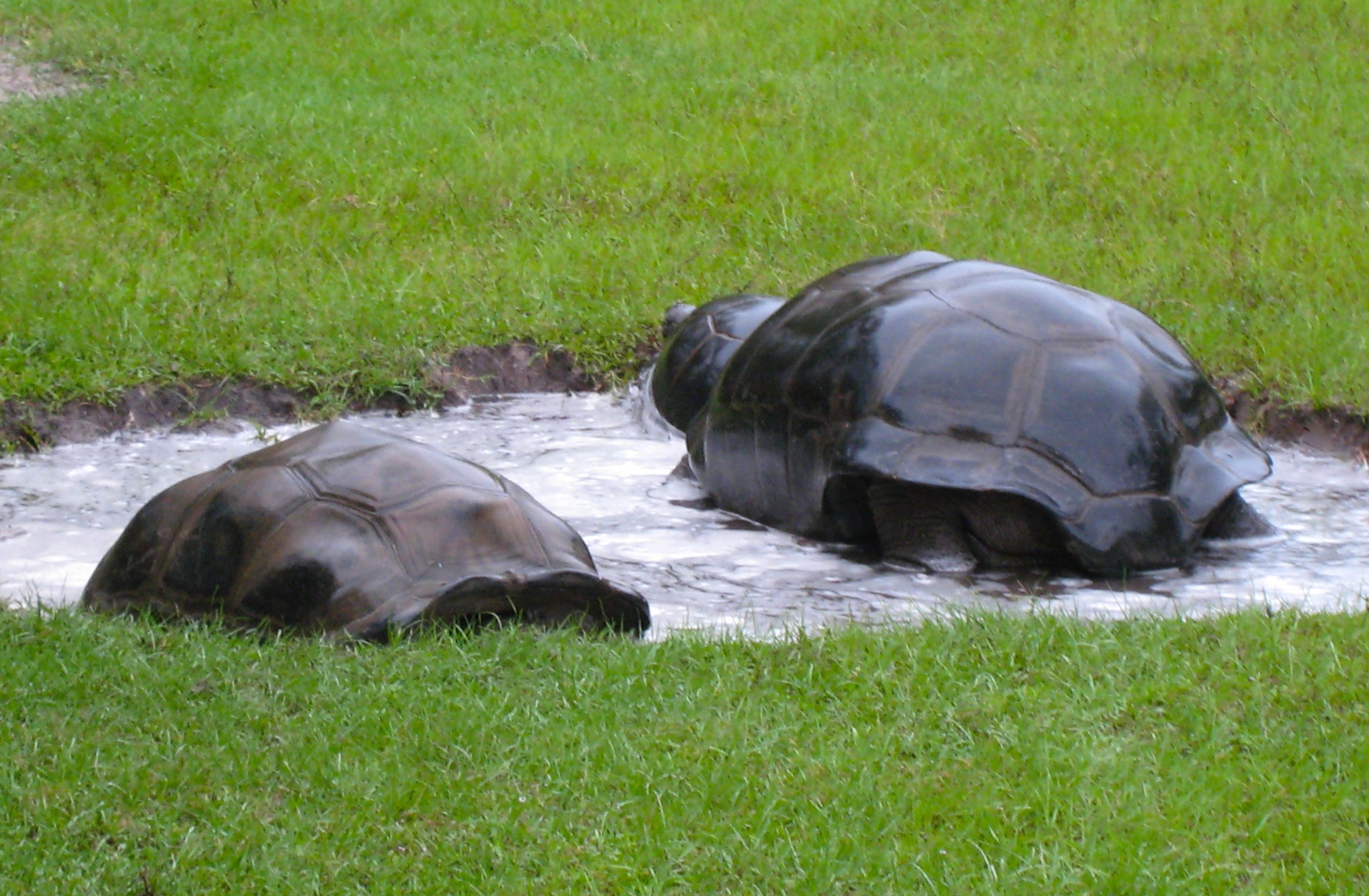 ALDABRA BREEDER