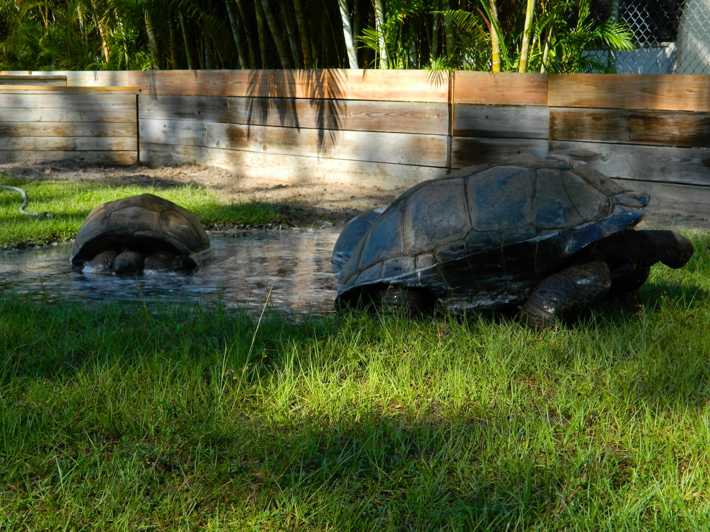 ALDABRA BREEDER