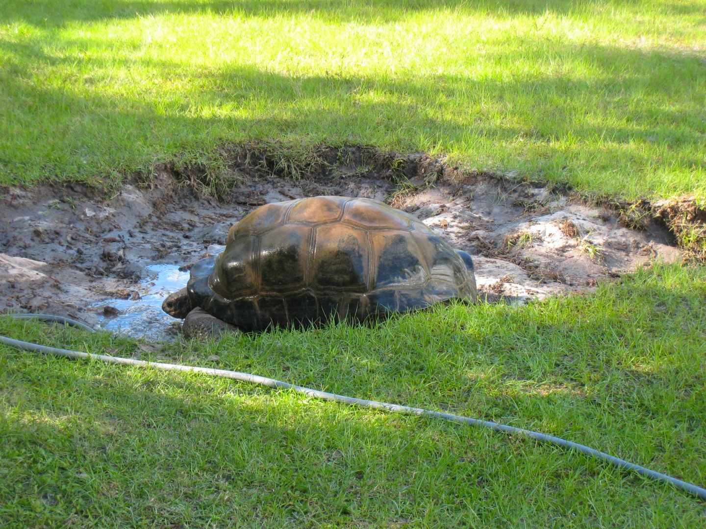 ALDABRA BREEDER