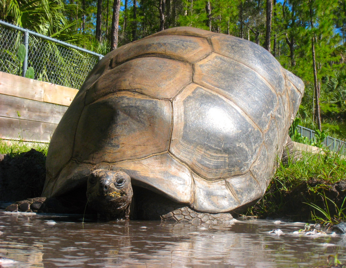 ALDABRA BREEDER