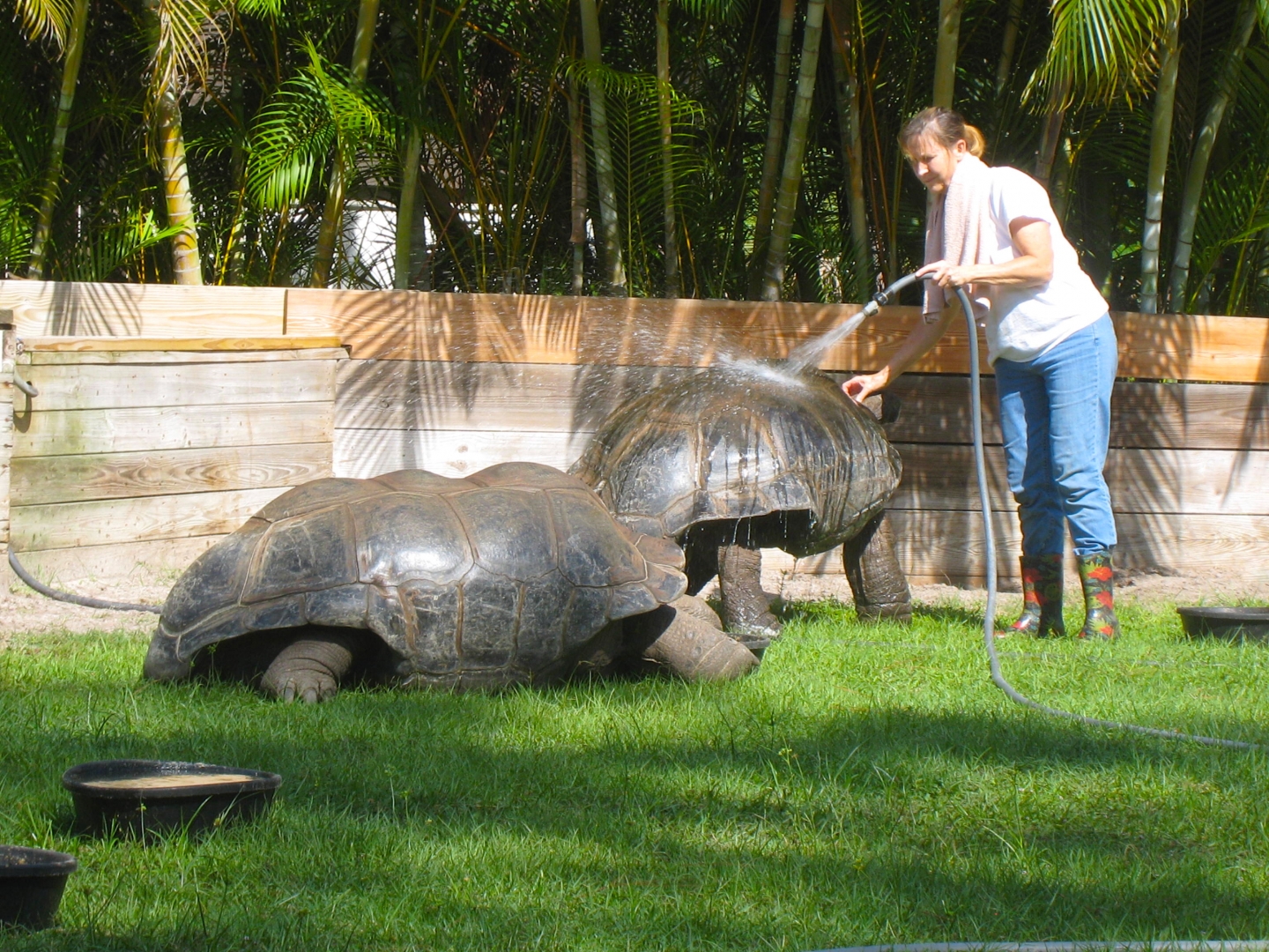 ALDABRA BREEDER