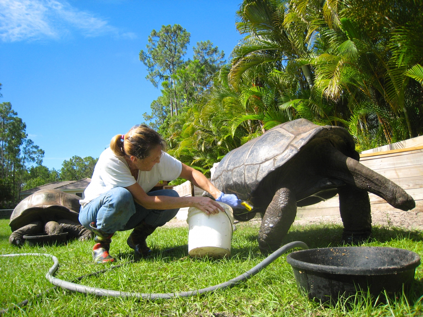 ALDABRA BREEDER
