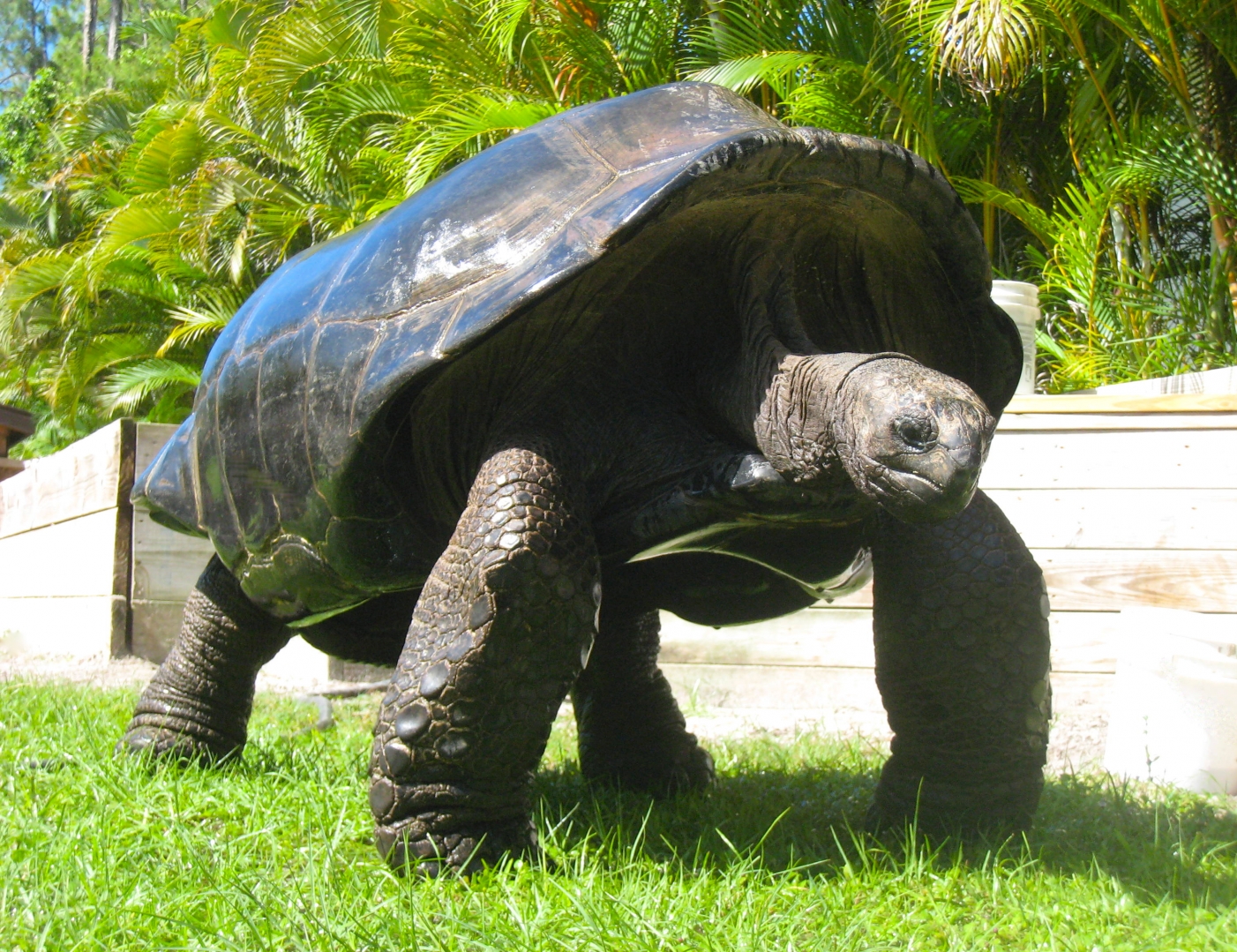 ALDABRA BREEDER
