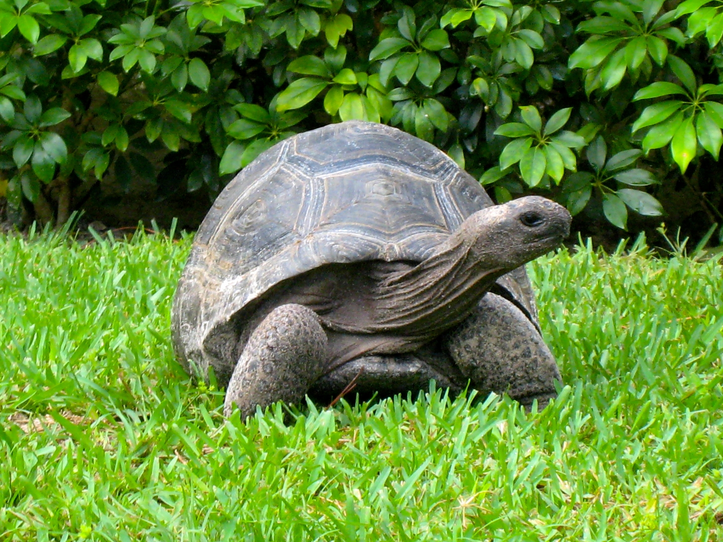 ALDABRA BREEDER