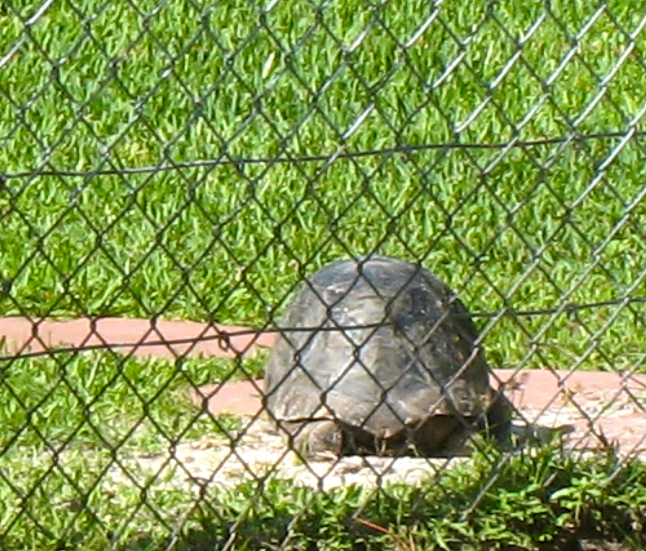 ALDABRA BREEDER