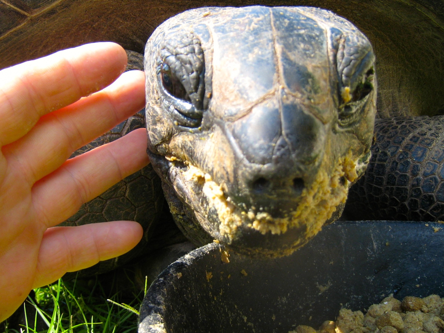 ALDABRA BREEDER