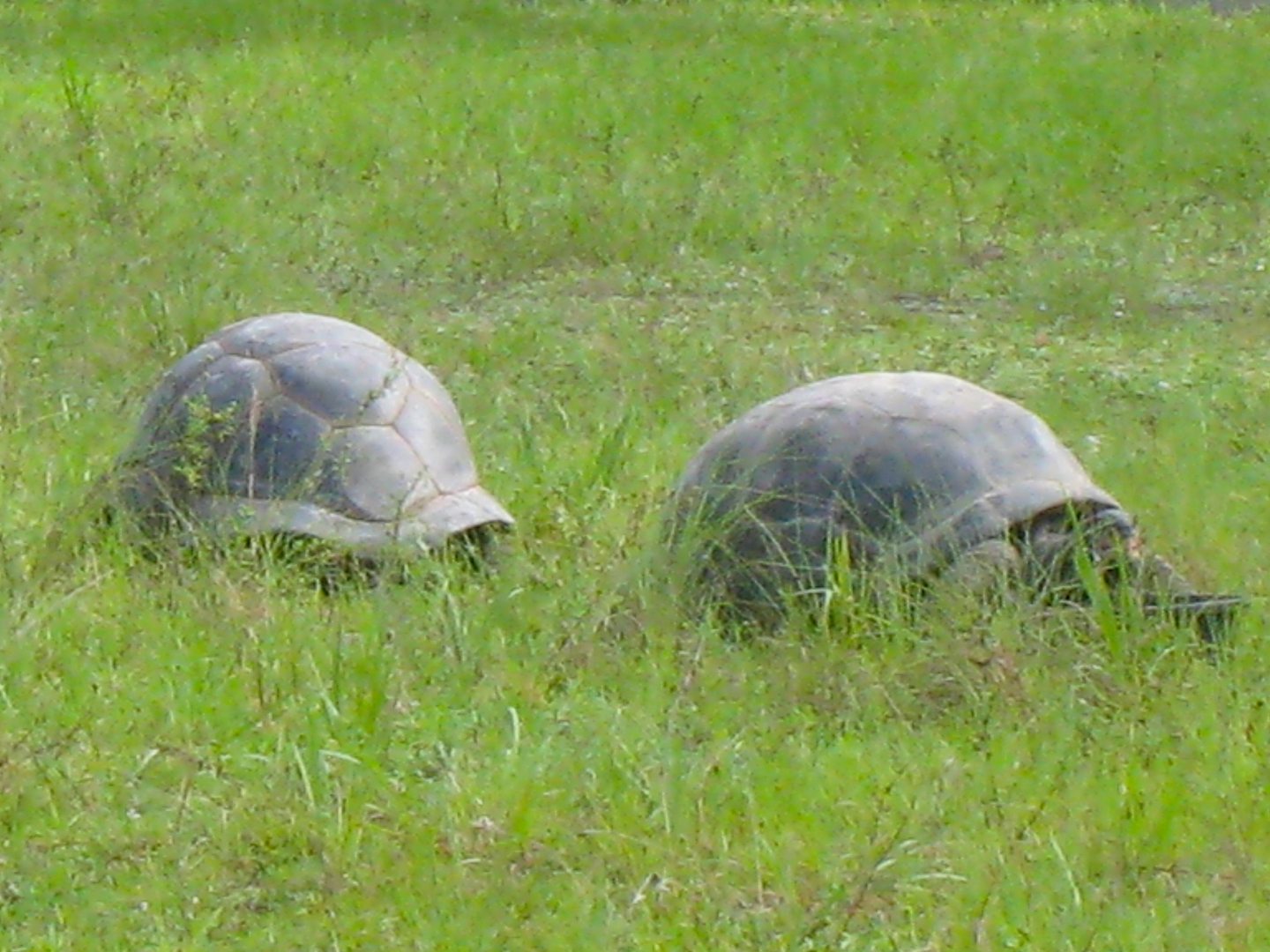 ALDABRA BREEDER