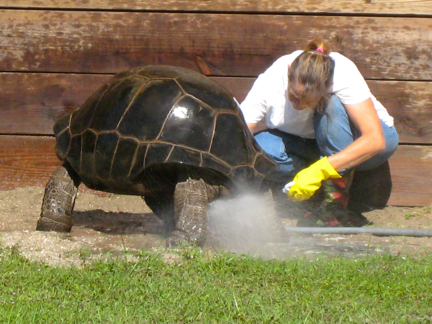 ALDABRA BREEDER