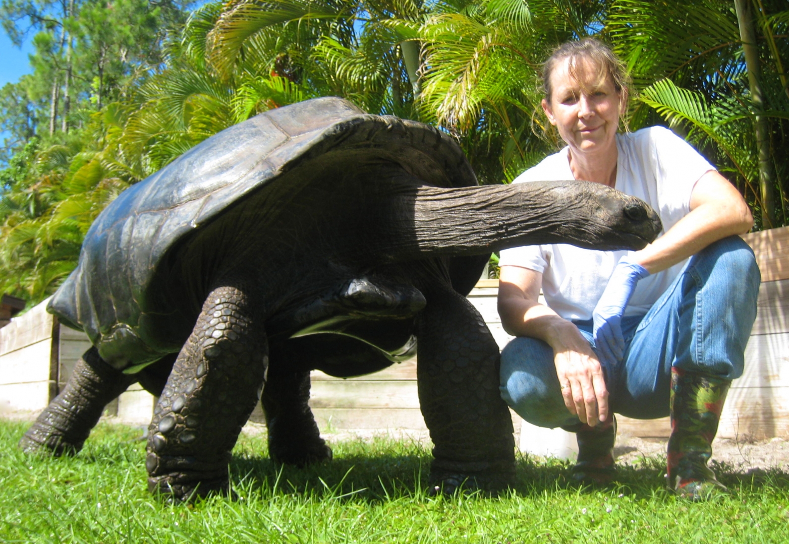 ALDABRA BREEDER