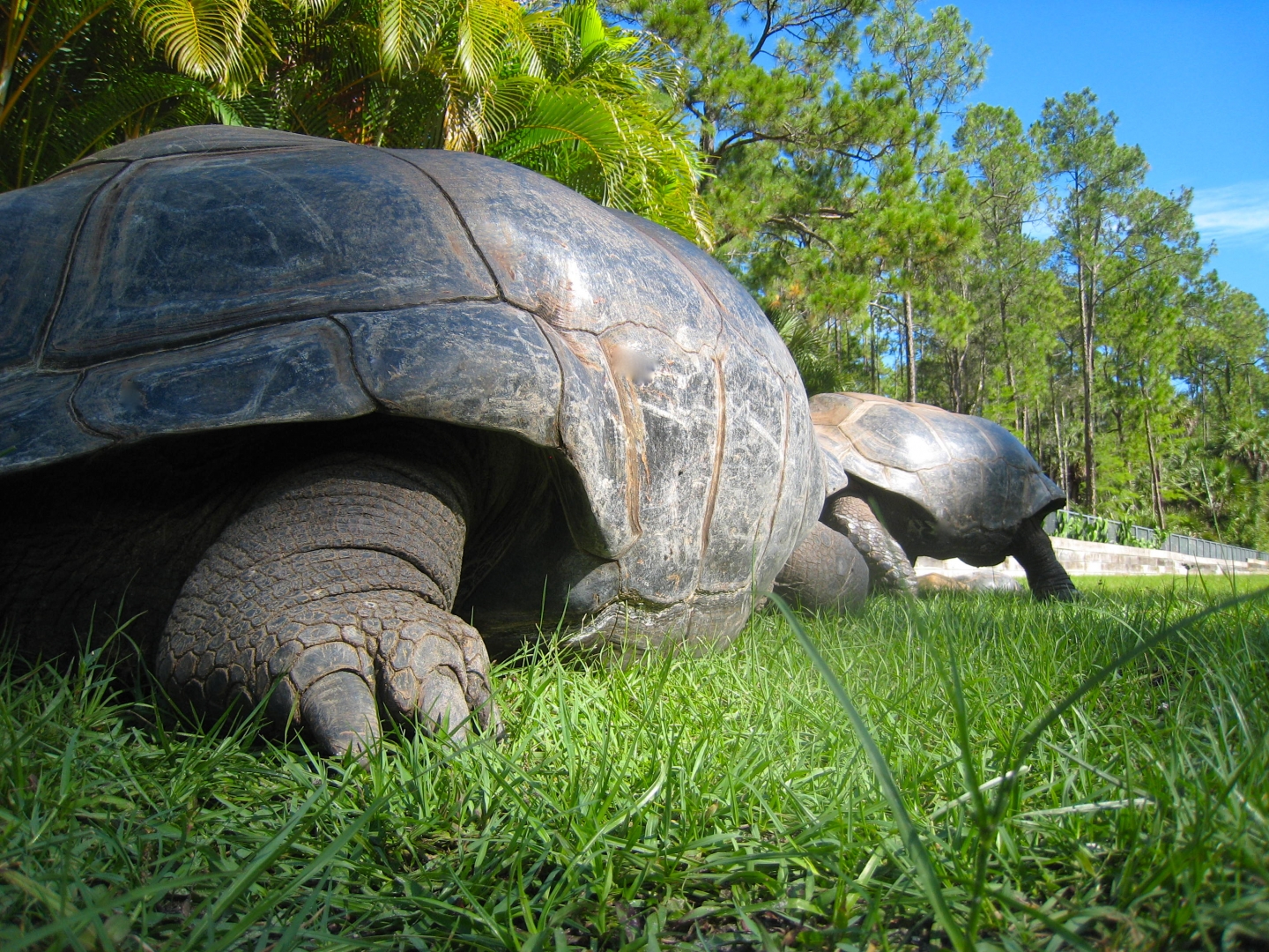 ALDABRA BREEDER