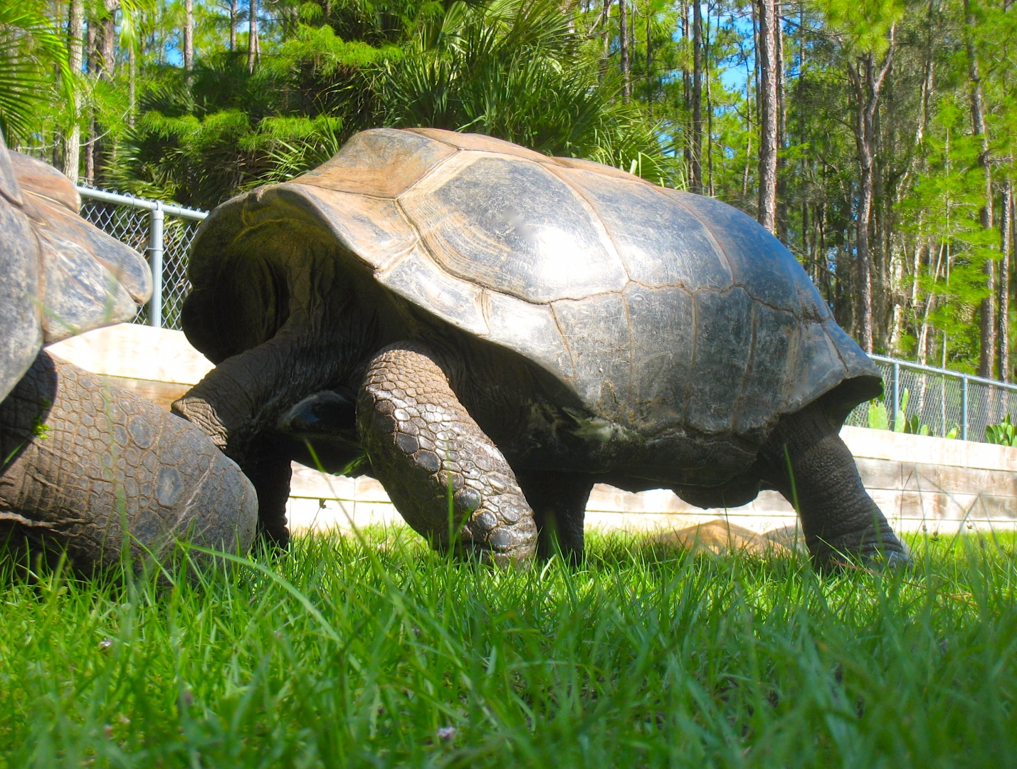 ALDABRA BREEDER