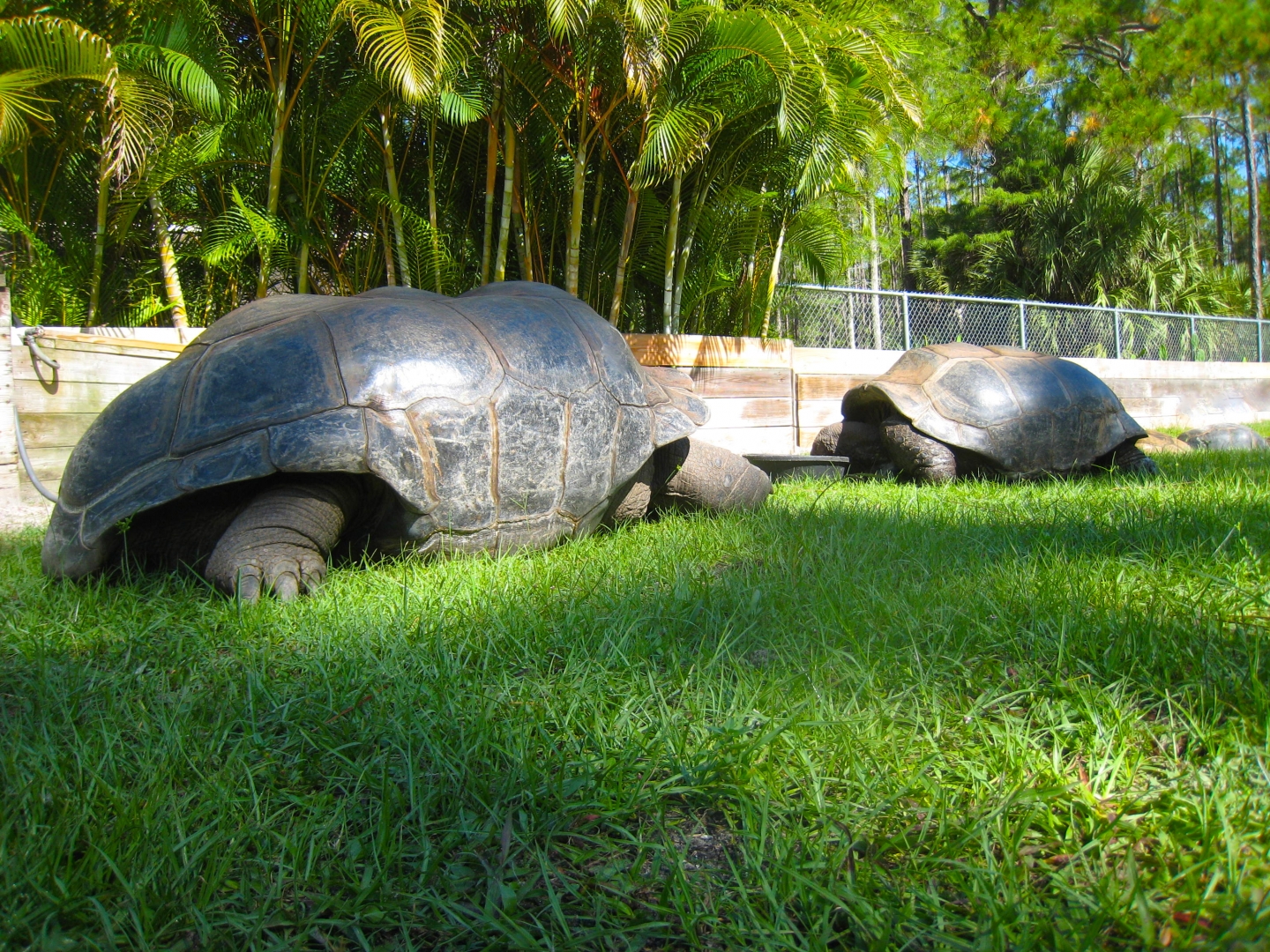 ALDABRA BREEDER