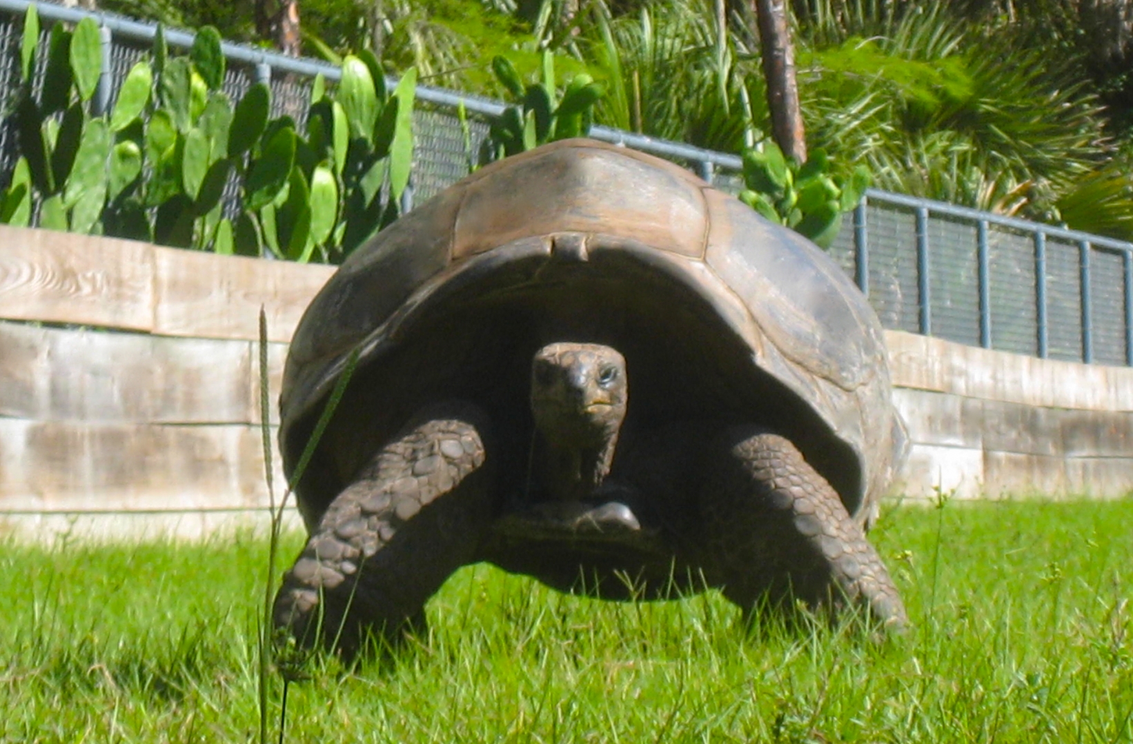 ALDABRA BREEDER