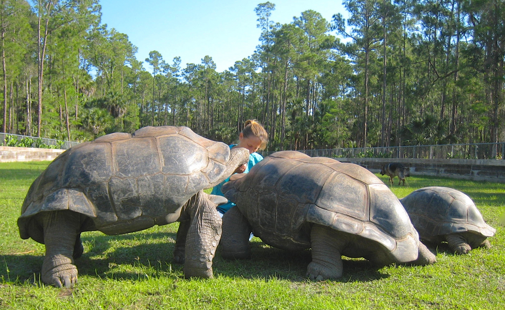 ALDABRA BREEDER