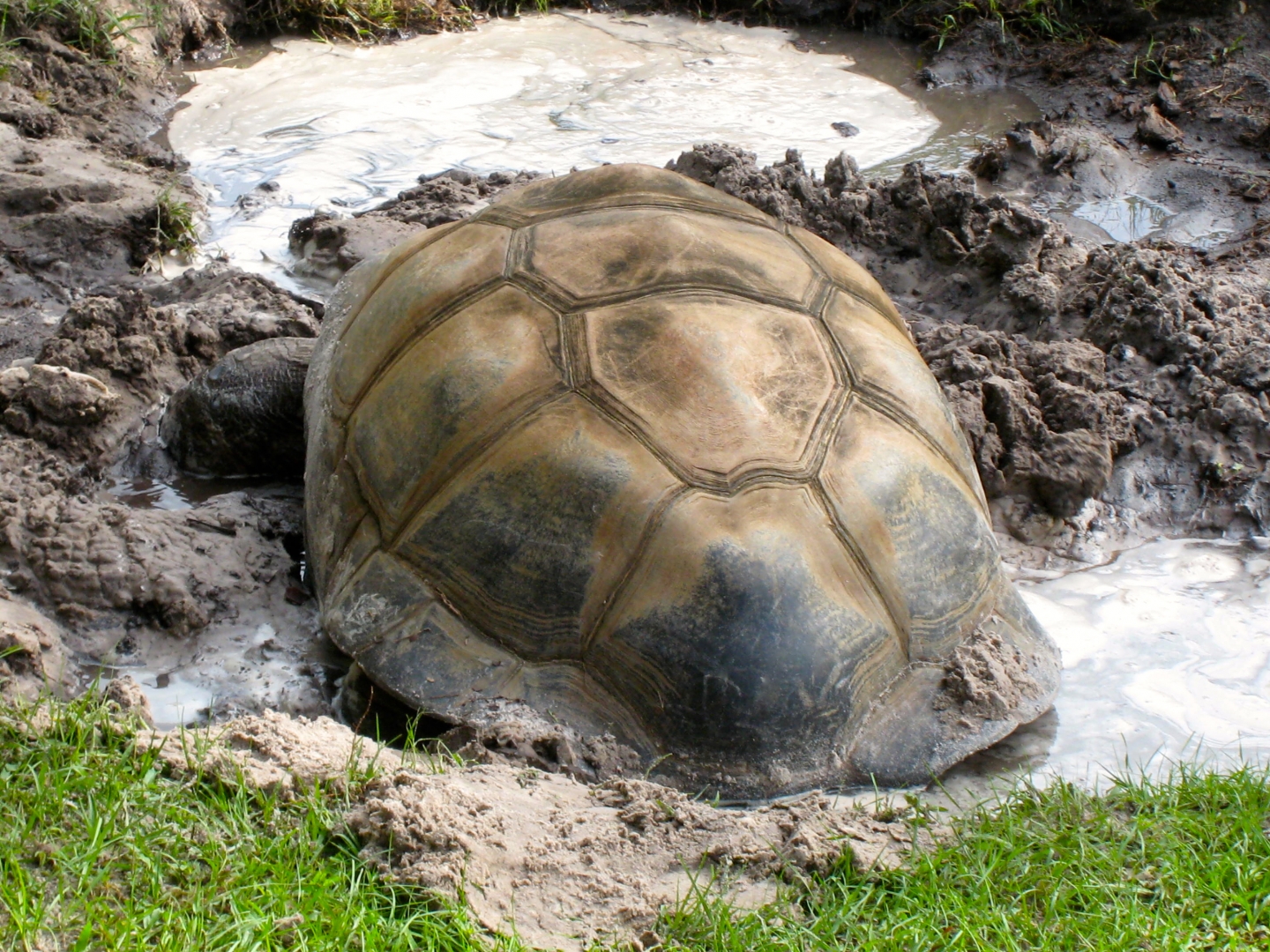 ALDABRA BREEDER