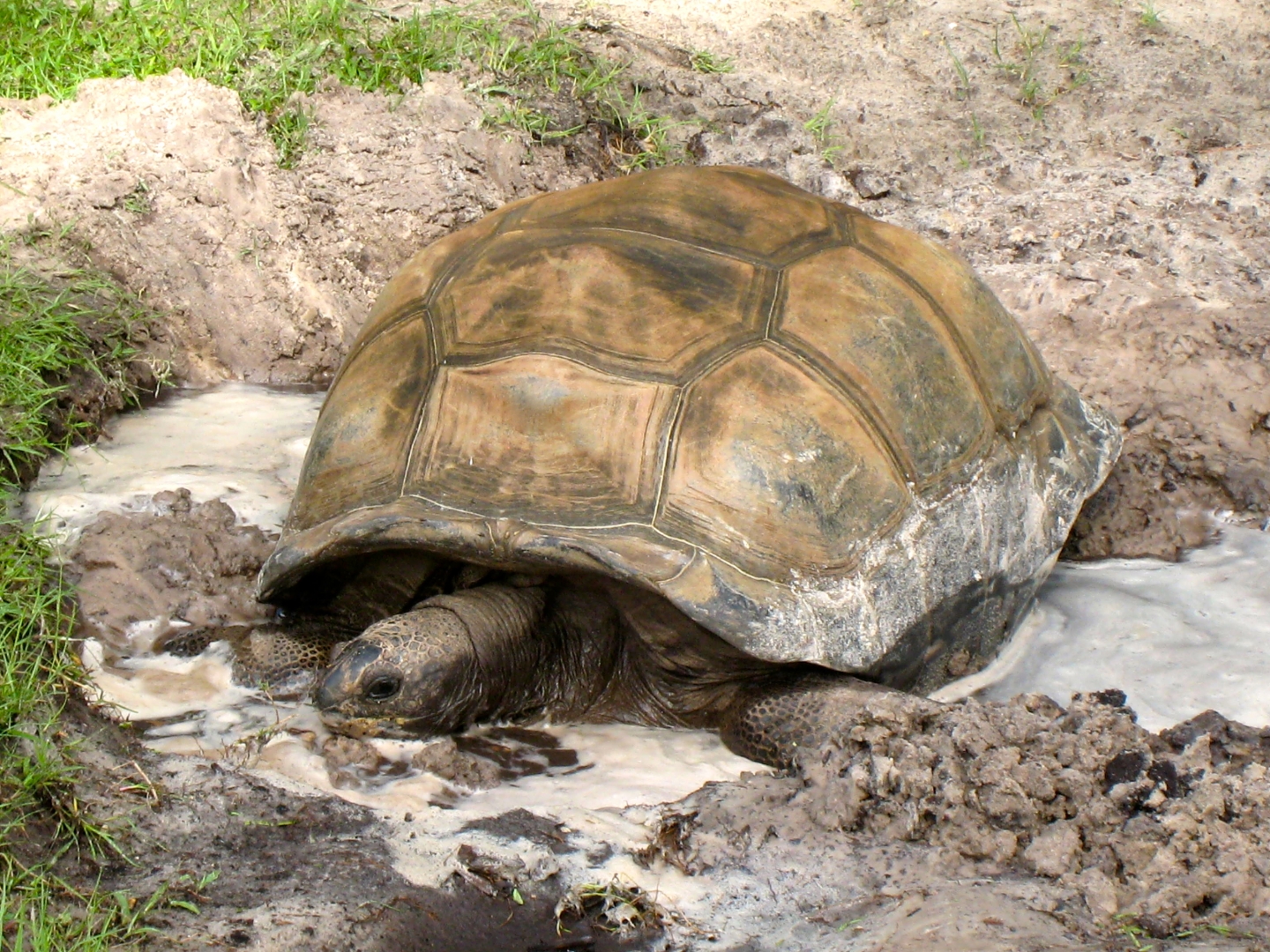 ALDABRA BREEDER