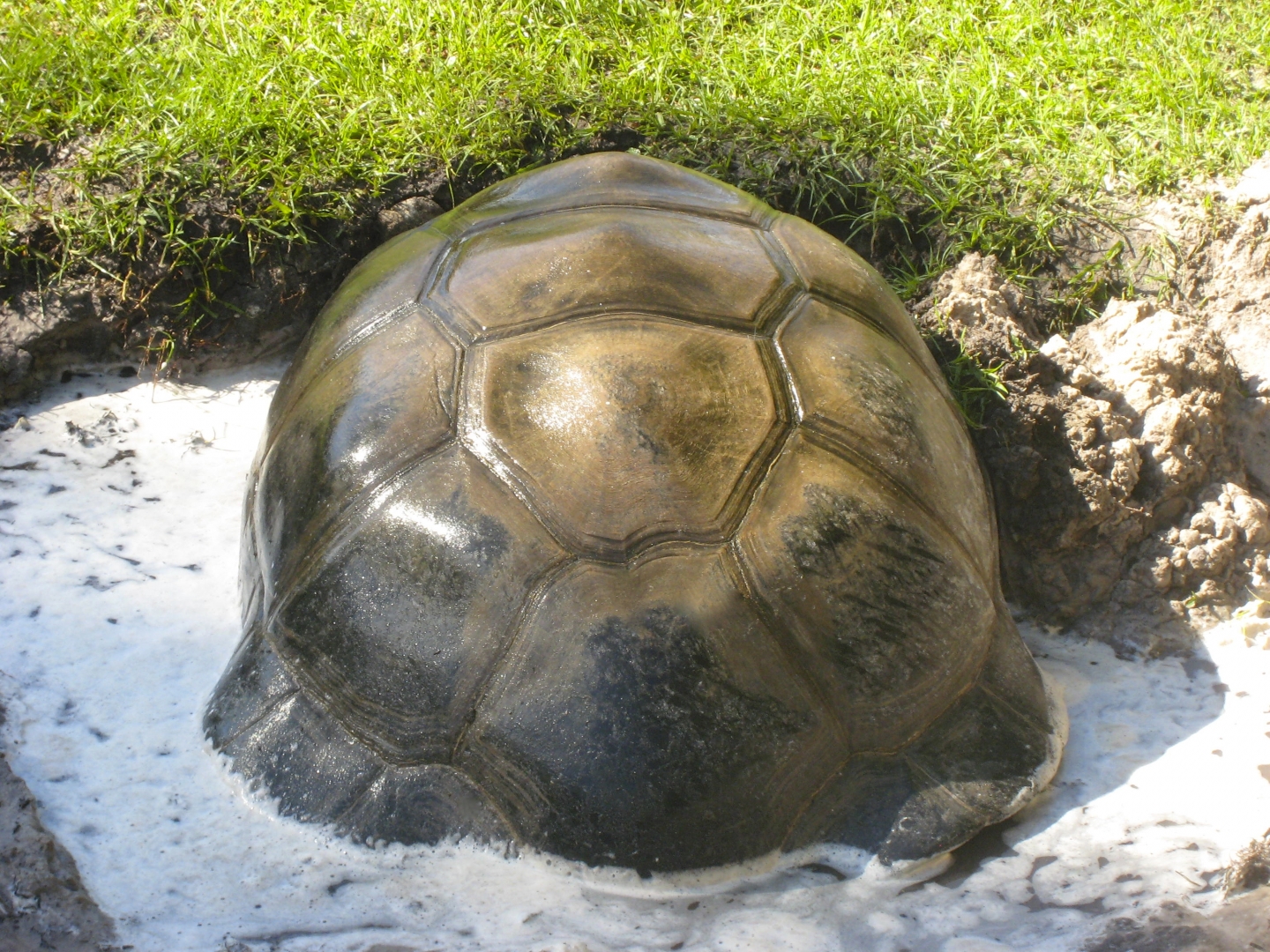 ALDABRA BREEDER