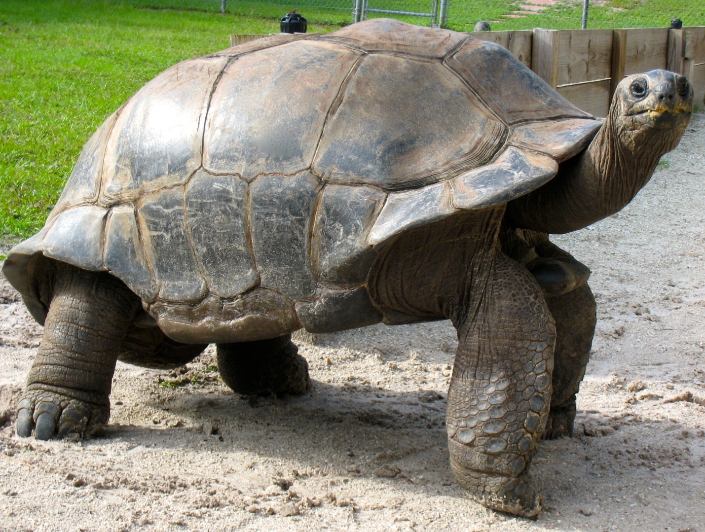 ALDABRA BREEDER