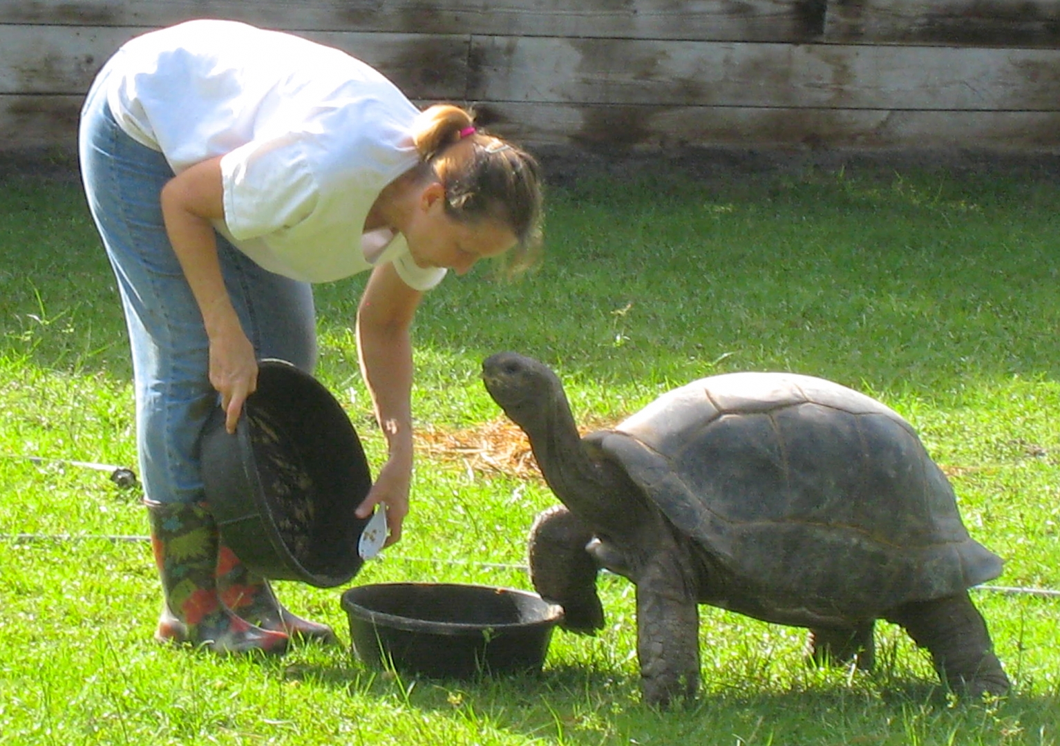 ALDABRA BREEDER