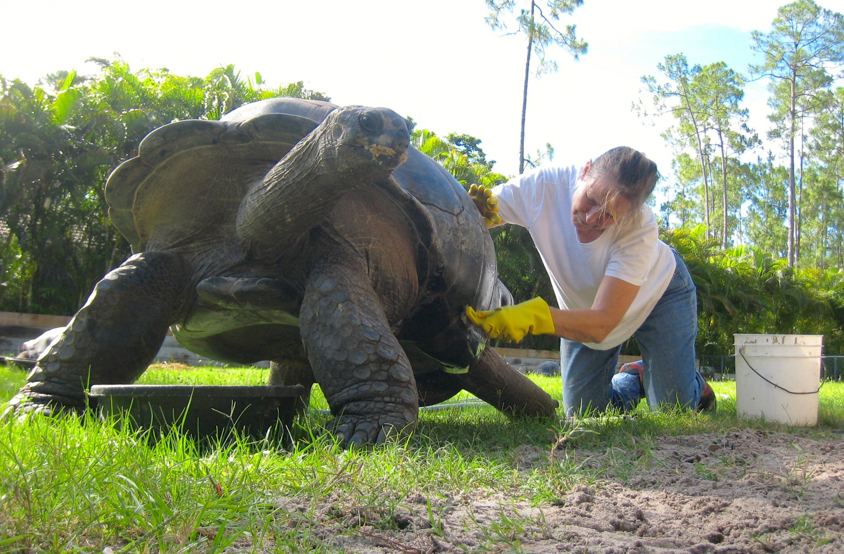 ALDABRA BREEDER