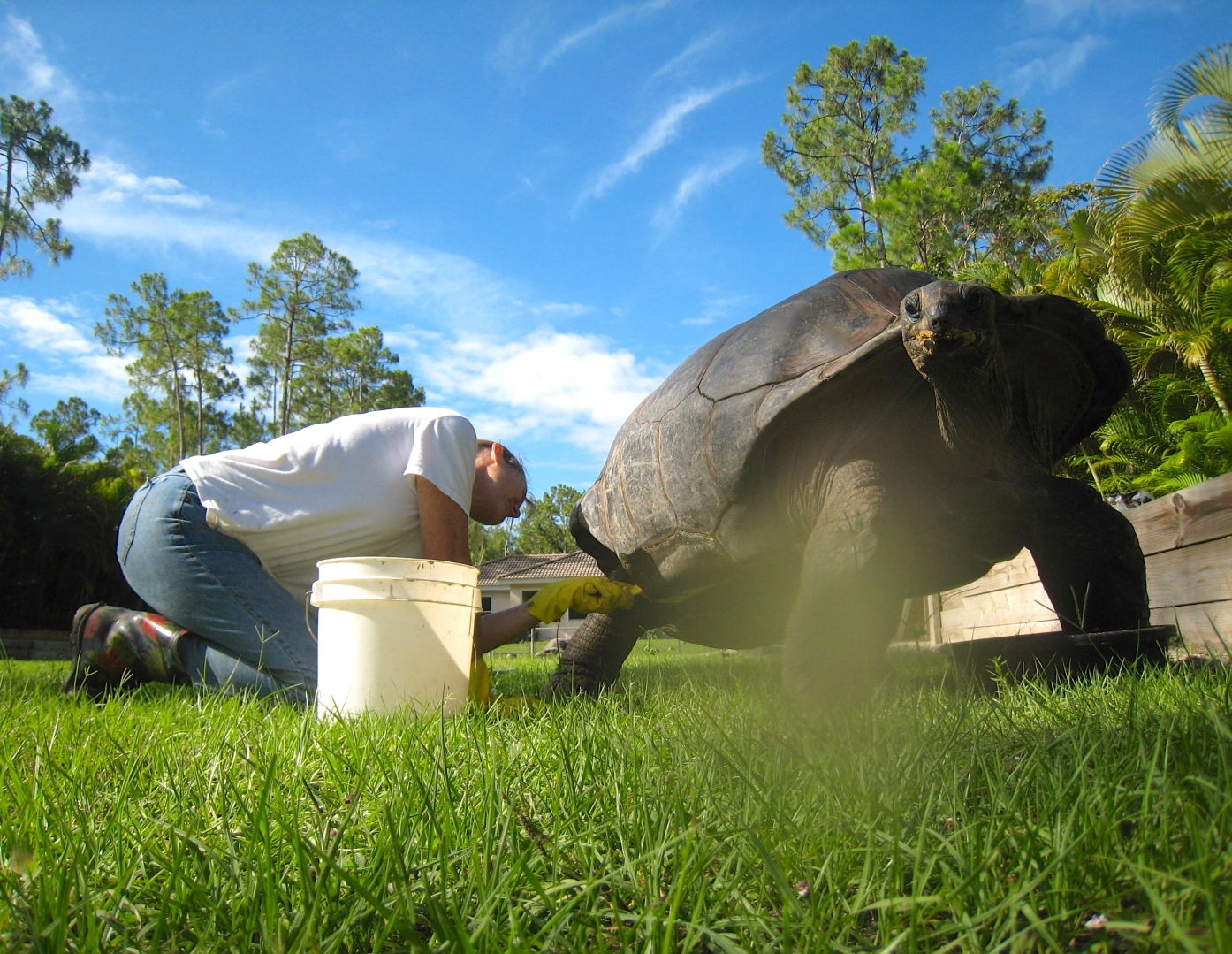 ALDABRA BREEDER