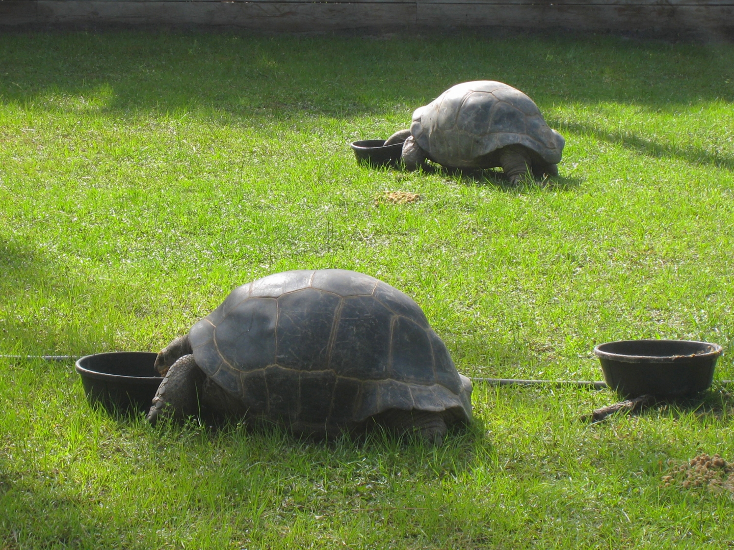 ALDABRA BREEDER