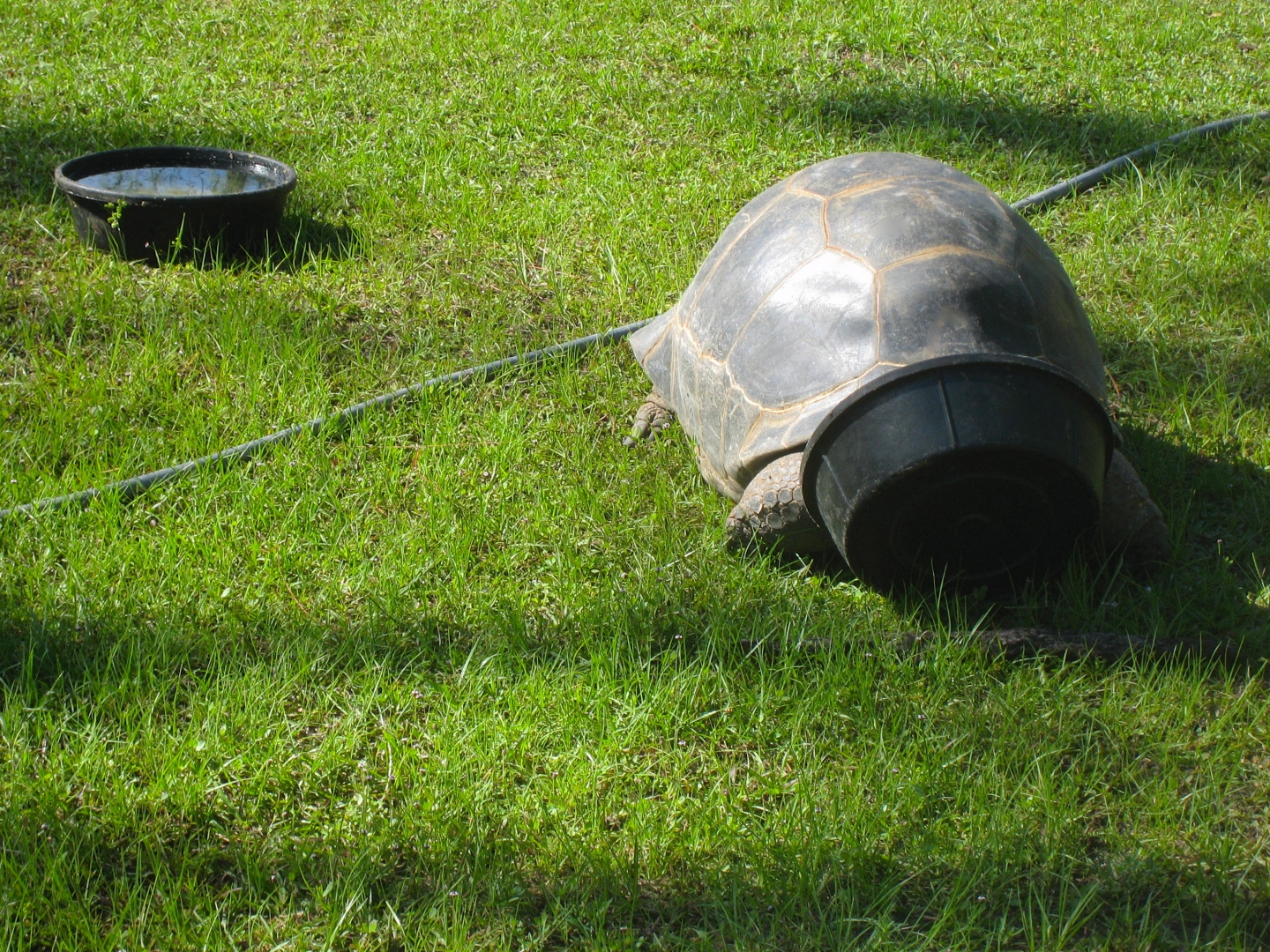 ALDABRA BREEDER