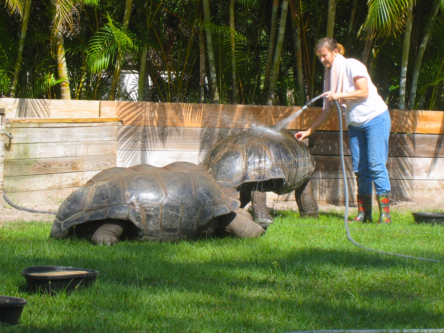 ALDABRA BREEDER