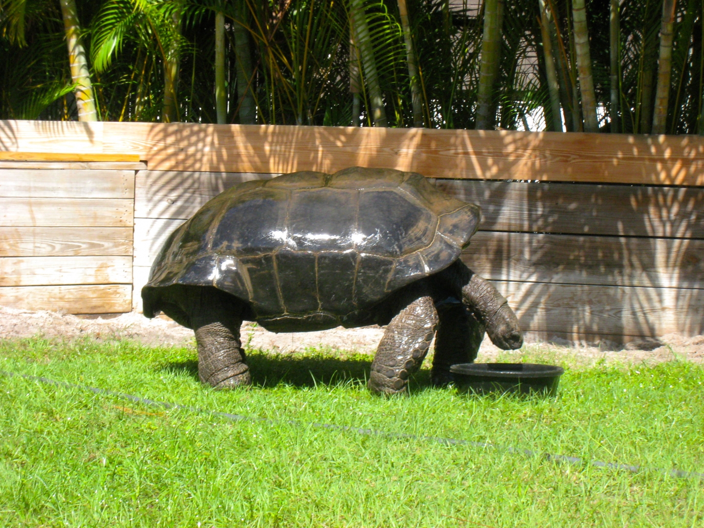ALDABRA BREEDER