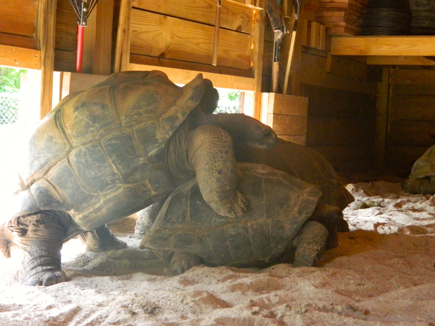 ALDABRA BREEDER