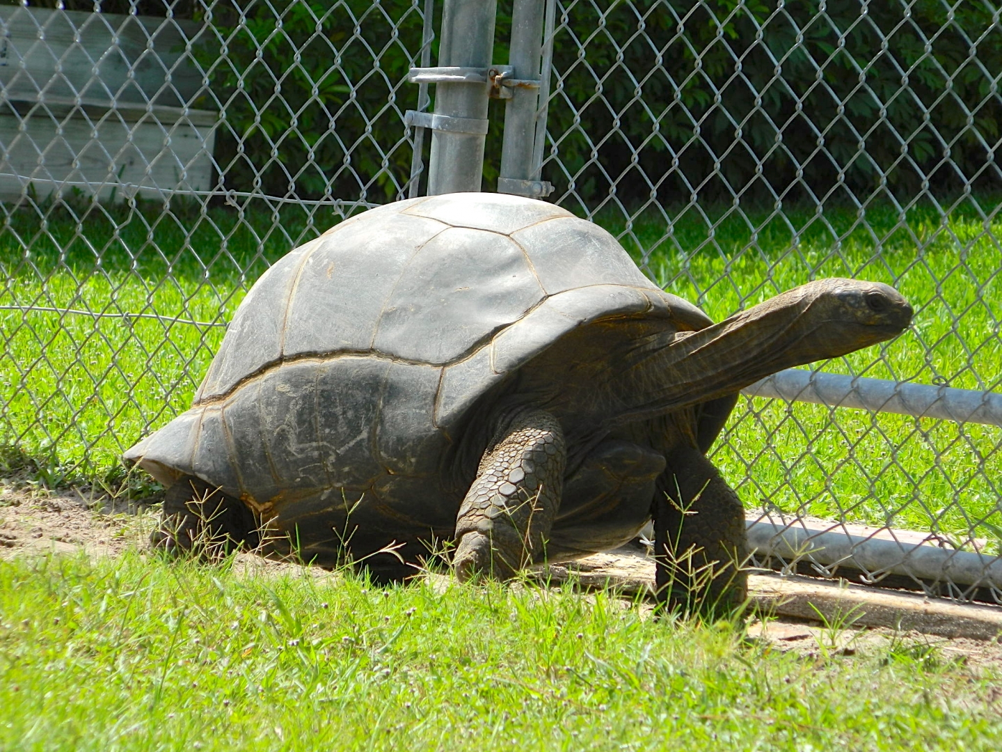 ALDABRA BREEDER
