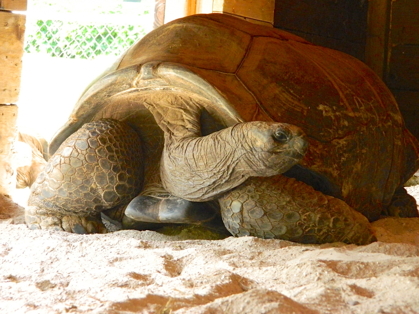 ALDABRA BREEDER