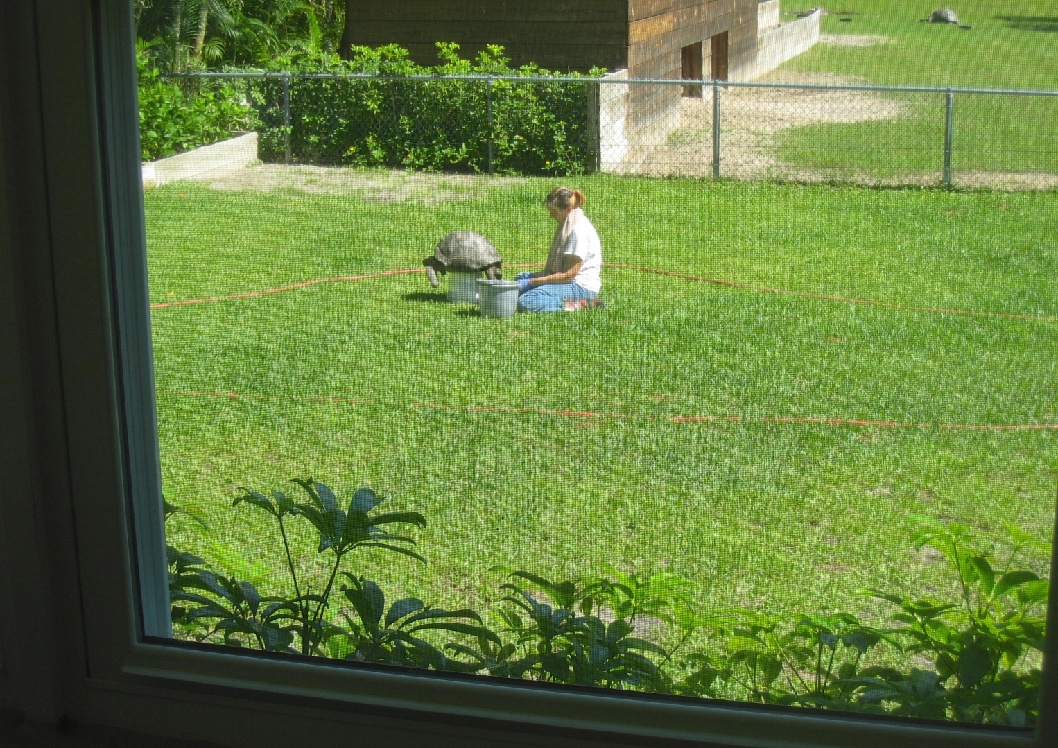 ALDABRA BREEDER