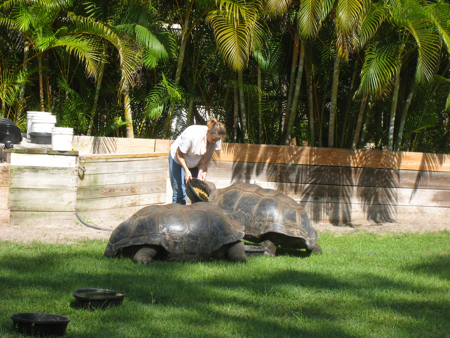 ALDABRA BREEDER
