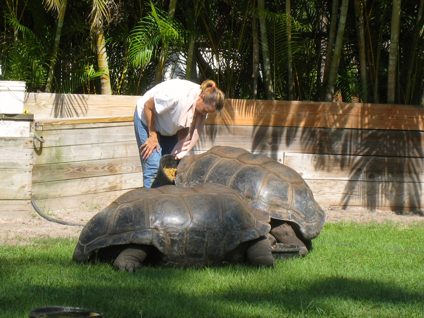 ALDABRA BREEDER