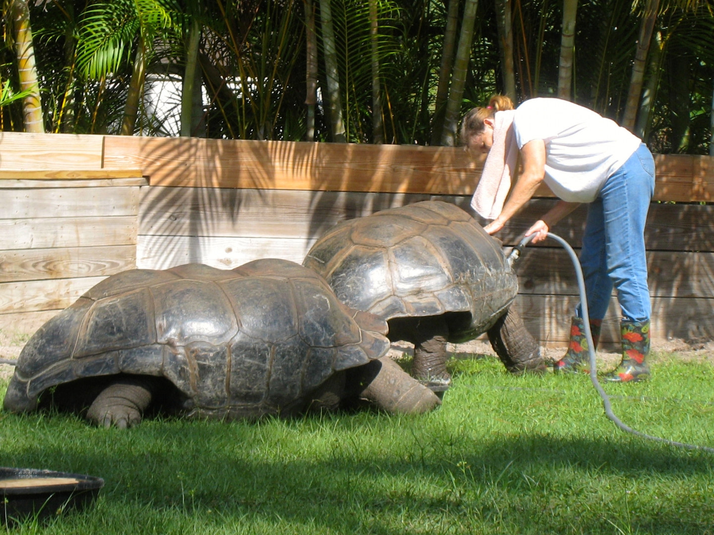 ALDABRA BREEDER